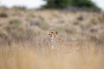 Cheetah hunting in the dry riverbeds of the Kgalagadi Transfrontier Park, South Africa