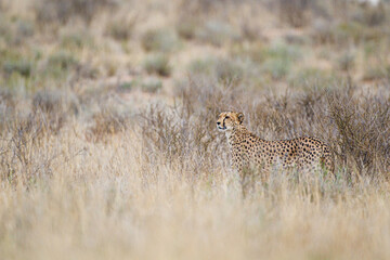 Cheetah hunting in the dry riverbeds of the Kgalagadi Transfrontier Park, South Africa