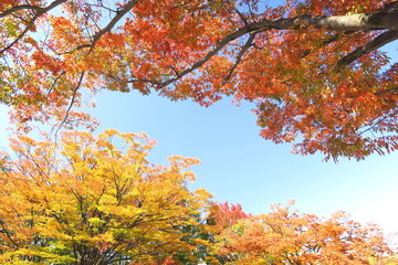 公園の紅葉の欅と青空