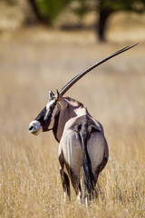 Gemsbok or oryx grazing near a waterhole in the Kalahari desert in South Africa