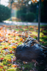 Garbage bag on the lawn against the background of autumn leaves and grass