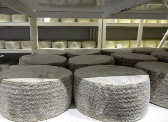 Shelves with aged cheeses. Cheese row