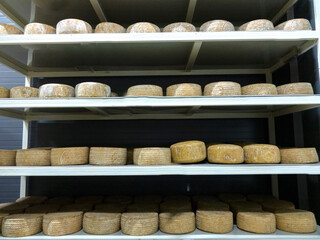 Shelves with aged cheeses. Cheese row
