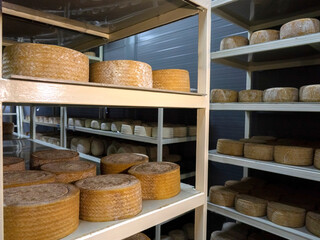 Shelves with aged cheeses. Cheese row
