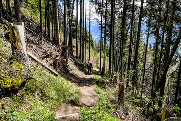 Interlaken, Harder Kulm, Wald, Waldweg, Wanderer, Schutzwald, Aussichtsberg, Berner Oberland, Alpen, Frühling, Sommer, Schweiz