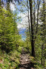 Obraz premium Interlaken, Harder Kulm, Wald, Waldweg, Wanderer, Schutzwald, Aussichtsberg, Berner Oberland, Alpen, Frühling, Sommer, Schweiz