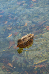 duck in the water
