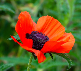 red poppy flower