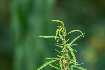 The top of the cannabis sativa plant during flowering