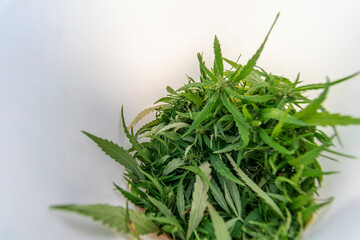 Green cannabis leaves and young buds