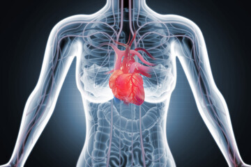 Anatomy of female body with heart