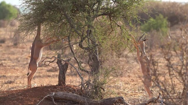 Gerenuk standing and feeding in savannah. Gerenuk - Litocranius walleri also giraffe gazelle, long-necked antelope in Africa, long slender neck and limbs, standing on hind legs during feeding leaves.