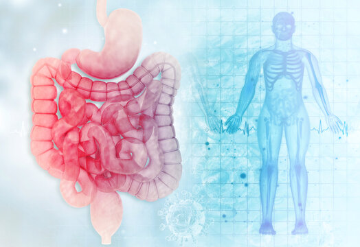 Anatomy of human digestive system