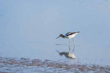 American Avocet (Recurvirostra americana) on Great Salt Lake, Utah, USA
