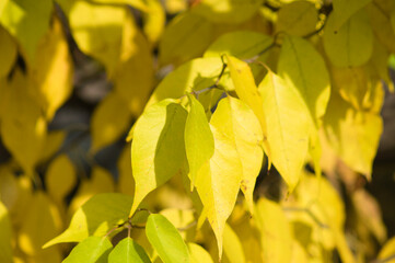 Autumnal yellow black cherry leaves closeup view with focus on foreground