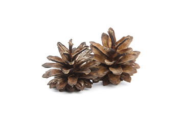 Two pine cones isolated on white background