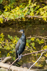 Great Cormorant (Phalacrocorax carbo) on pond