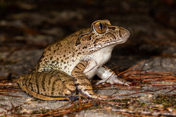 Australian Endangered Giant Barred Frog