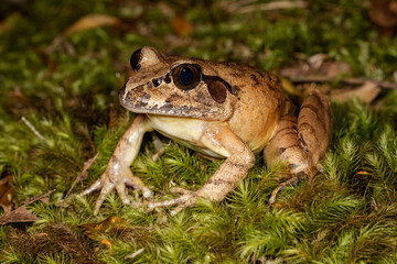 Australian Stuttering or Southern Barred Frog