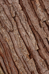 Close up high contrast coloured texture of sprouce tree bark, Macro image of brown orange structures, diagonal crevaces