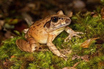 Australian Southern Stuttering Frog