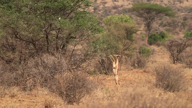 Gerenuk standing and feeding in savannah. Gerenuk - Litocranius walleri also giraffe gazelle, long-necked antelope in Africa, long slender neck and limbs, standing on hind legs during feeding leaves.