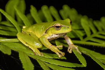 Australian Leaf-green tree frog resting on fern leaf