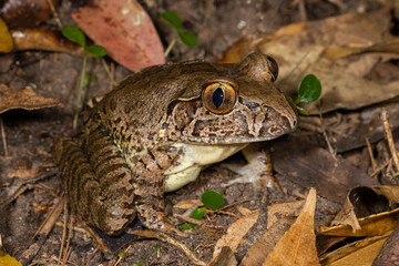 Australian Endangered Giant Barred Frog