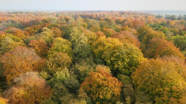 Drone footage of a beautiful forest with autumn colors in daylight.