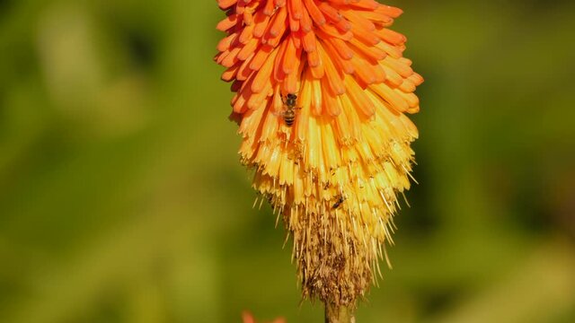 bee pollinating the orange and yellow flower of the African aloe plant
