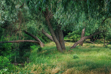 Summer landscape - lush forest – large trees growing on the river bank and meadow with green grass. 