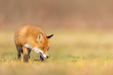 Mammals - European Red Fox (Vulpes vulpes)