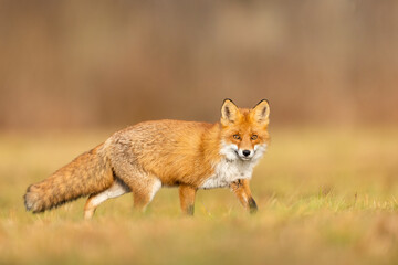 Naklejka na ściany i meble Mammals - European Red Fox (Vulpes vulpes)