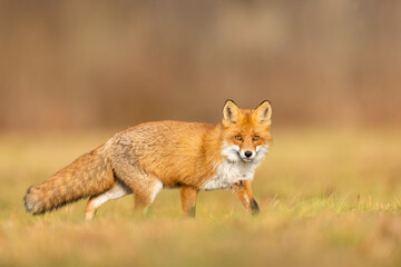 Mammals - European Red Fox (Vulpes vulpes)