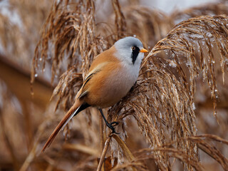 Bearded reedling
