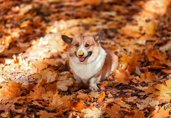 cute pembroke corgi dog puppy walks in the autumn garden among the fallen golden leaves