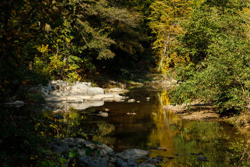Obraz premium a rocky stream through the wetland forests of İğneada, Turkey