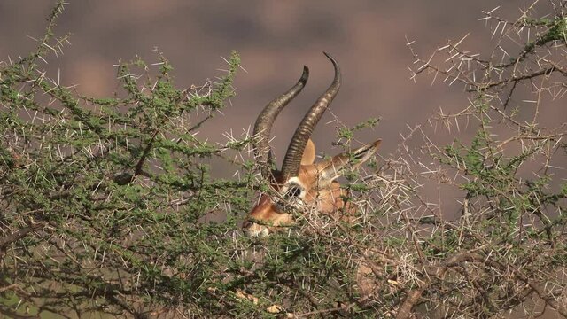 Gerenuk standing and feeding in savannah. Gerenuk - Litocranius walleri also giraffe gazelle, long-necked antelope in Africa, long slender neck and limbs, standing on hind legs during feeding leaves.