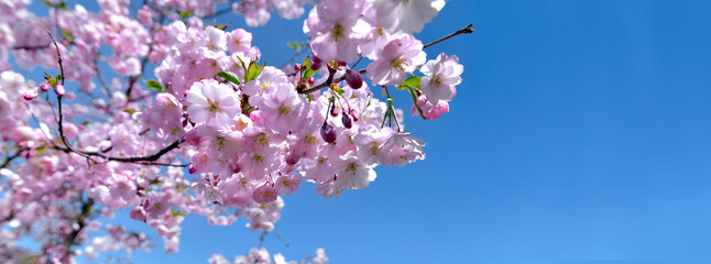 beautiful flowers of cherry tree blooming on  clear blue sky - Powered by Adobe