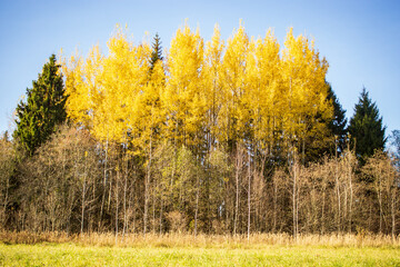 Colorful autumn landscape. Forest trees and meadow in warm daylight