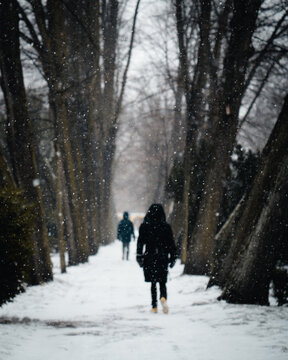 A Walk In the Park In Winter With Snow