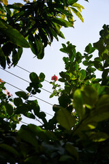 leaves against blue sky