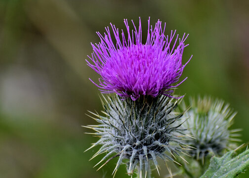 scotch thistle on green background