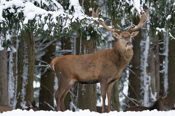 deer in the forest