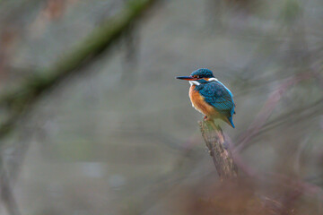 Kingfisher on a branch, waiting for food