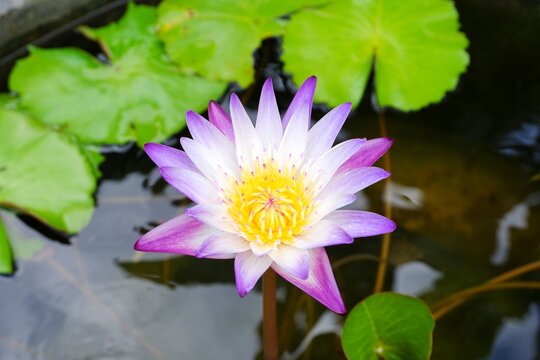 A purple and white waterlily lotus in the pond.