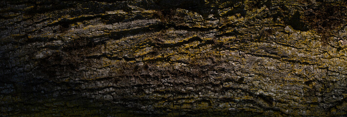 Naturaly wrinkled tree bark texture.