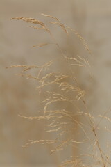 Obraz premium reeds in the snow