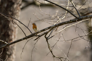 European robin on a branch