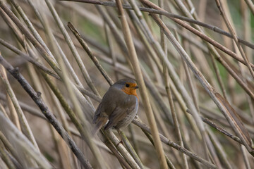 European robin on a branch